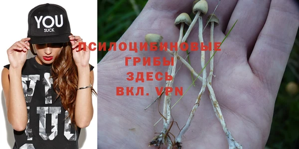 PSILOCYBIN Белокуриха